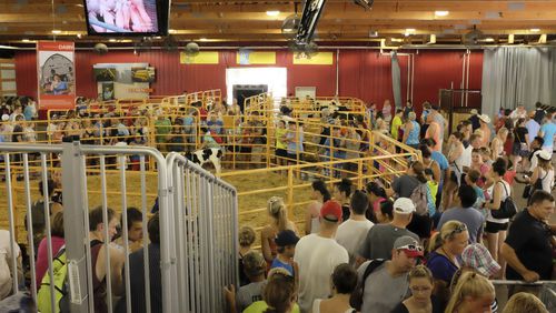 Attendees at the Minnesota State Fair visit the birthing center that features live births of baby farm animals. Photo courtesy Minnesota State Fair.