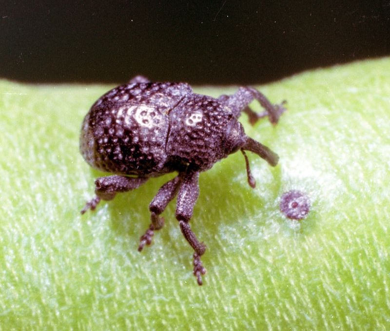 The cowpea curculio weevil is a very real threat to Georgia’s black-eyed pea crop. CLEMSON UNIVERSITY