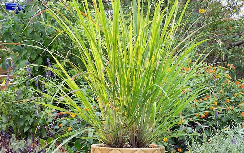 Lemon Grass in Container