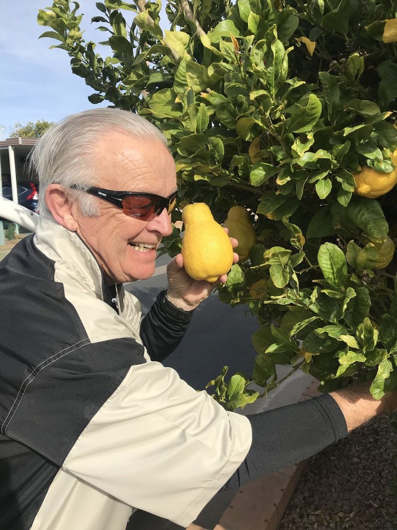Bob Barker picks oversized lemons from a tree in the Greenfield Village Resort in Mesa, Arizona. “A freshly-squeezed fruit juice concoction is the greatest invention when you actually have time to appreciate it,” writes AJC dining editor Ligaya Figueras, who recently visited the retirement community. LIGAYA FIGUERAS / LFIGUERAS@AJC.COM
