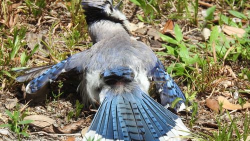 A blue jay is shown sunning and anting, processes that help keep feathers clean and healthy. In anting, the bird rubs ants on its skin and feathers to release formic acid that inhibits feather-damaging parasites. (Courtesy of Elaphe 1011/Creative Commons)