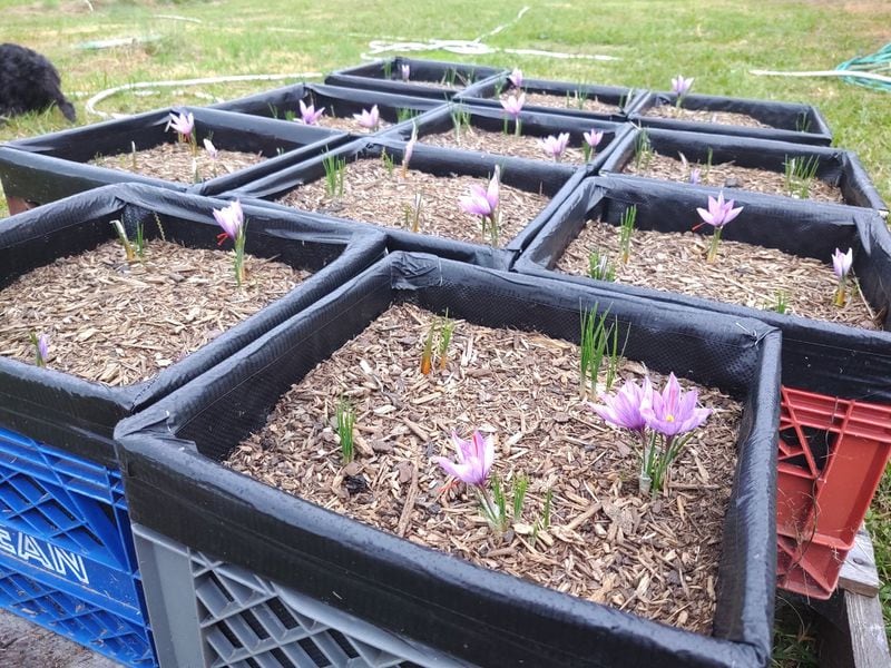 Katie Bridges was advised to grow her saffron crocus in milk crates, protecting them from predators like moles, and allowing her to move the crates into the barn if temperatures drop too far. CONTRIBUTED BY KATIE BRIDGES