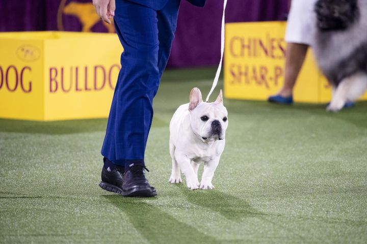 A French Bulldog named Mathew, who went on to win the non-sporting group, competes at the Westminster Kennel Club Dog Show, held at the Lyndhurst Mansion in Tarrytown, N.Y., on Saturday, June 12, 2021. (Karsten Moran/The New York Times)