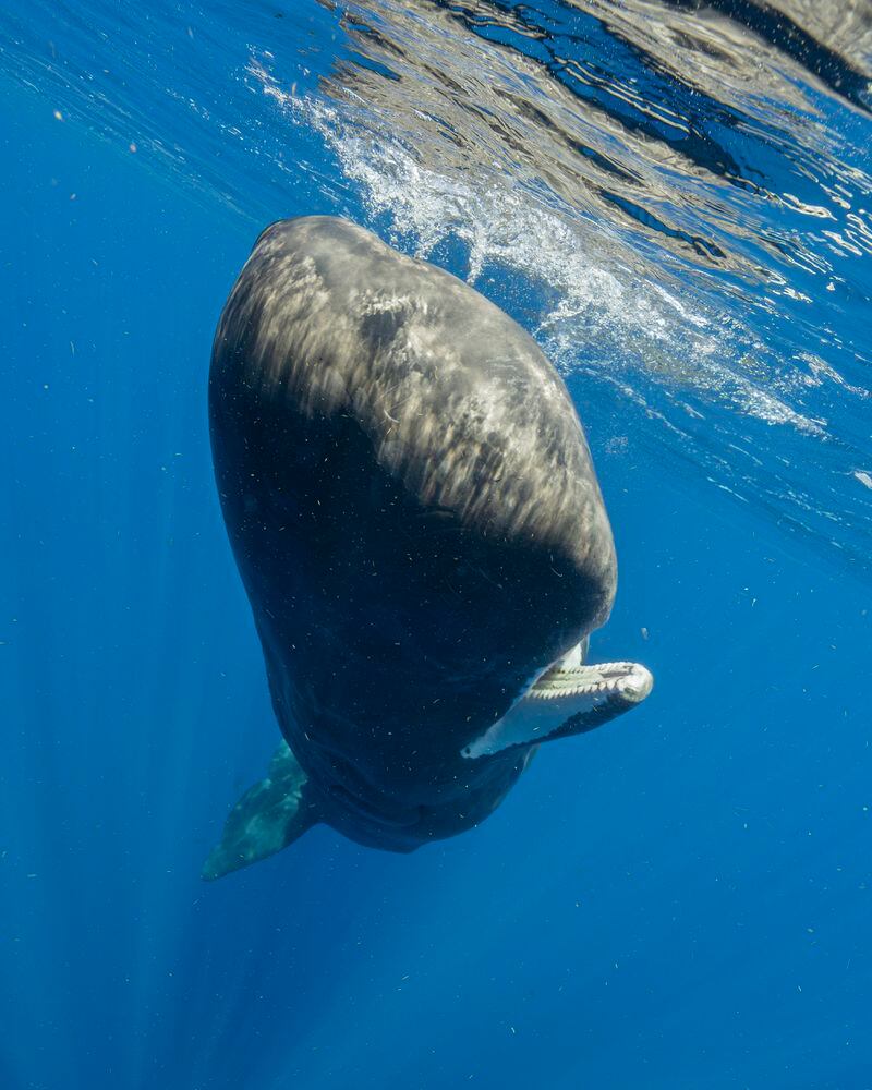 A sperm whale swims off the coast of Dominica in March 2024. In a study published Tuesday, May 7, in the journal Nature Communications, scientists studying the sperm whales that live around the Caribbean island have described for the first time the basic elements of how they might be talking to each other, in an effort that could one day help us to better protect them. (Samuel Lam via AP)