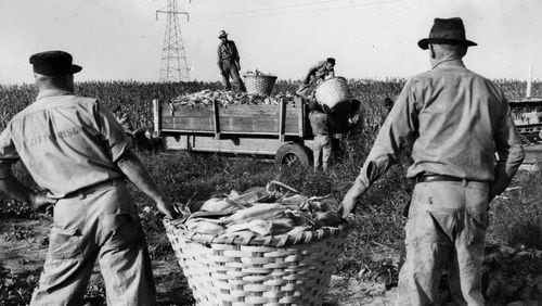 Nov. 3, 1940 -- ORIGINAL CAPTION: Bringing in the corn at the City Prison Farm, where the bumper crop this fall will amount to about 7,000 bushels.