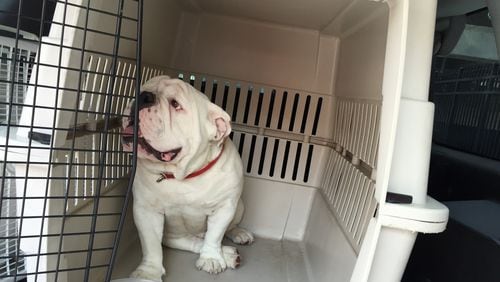 Que, a one-and-a-half-year-old English Bulldog, is a leading candidate to be the next Uga.