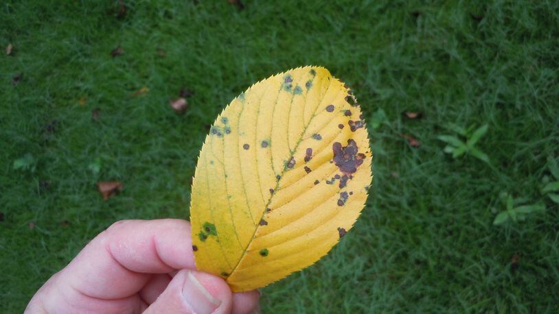 Distinct black spots on yellow leaves indicate a tree infected with cherry leaf spot. All leaves should be raked when they fall and removed from the property (not composted). (Walter Reeves for The Atlanta Journal-Constitution)