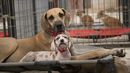 Adopt a dog (or two) for free Saturday at the Gwinnett County Animal Shelter.