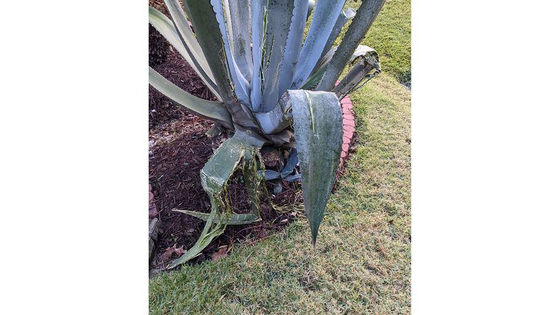 Deer rubbed the leaves of this agave trying to remove the new velvet on their antlers. (Courtesy of Jim Quirk)