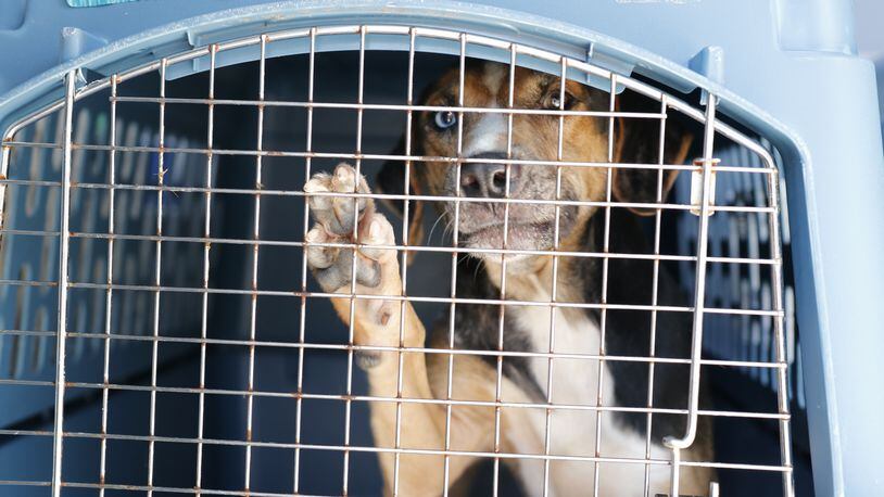A dog  transported from a Florida shelter arrives at an Atlanta Humane Society shelter on Saturday, Aug. 31, 2019. Atlanta Humane Society is taking in 48 animals -- 40 cats and eight dogs -- in advance of Hurricane Dorian. (Photo: Atlanta Humane Society/Special to AJC)