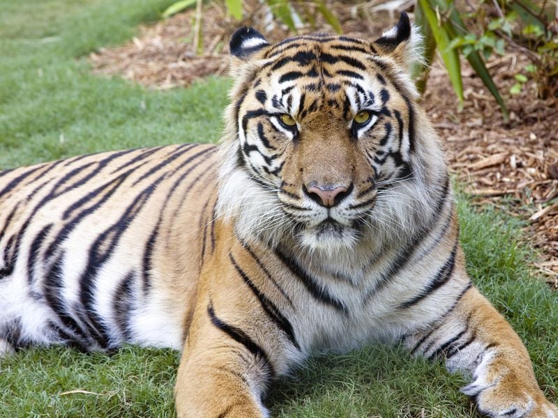 Sparky leaves behind Chelsea, Zoo Atlanta's other Sumatran tiger, who at 19 is also elderly. It was hoped that they would produce offspring, but that didn't happen. CONTRIBUTED: ZOO ATLANTA