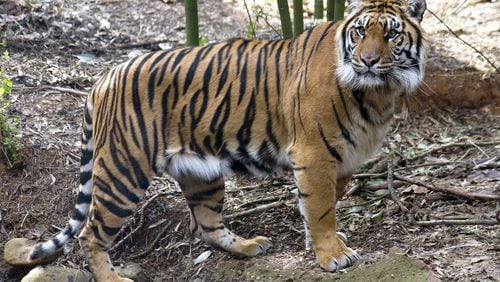 Zoo Atlanta has experienced a $7.6 million shortfall due to the coronavirus shutdown, resulting in layoffs and furloughs. The virus also threatens big cats, including Chelsea, a Sumatran tiger. CONTRIBUTED: ZOO ATLANTA