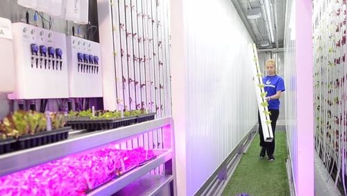 A farmer inside Georgia State University’s hydroponic campus farm — which exists inside a high-tech, 320-square-foot shipping container — harvests lettuce.