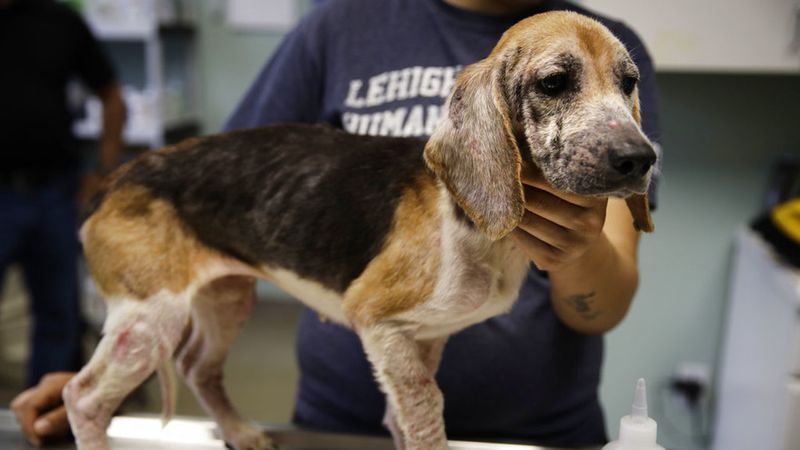 A rescued beagle is examined at the The Lehigh County Humane Society in Allentown, Pa., Monday, Oct. 8, 2018. Animal welfare workers removed 71 beagles from a cramped house in rural Pennsylvania, where officials say a woman had been breeding them without a license before she died last month.