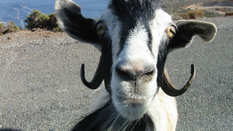 Police: Man stabbed in fight over YouTube goat video