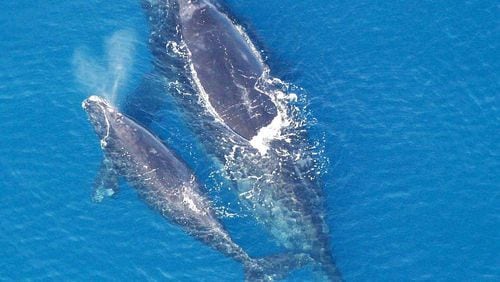 North Atlantic right whales calve off the coast of Georgia, including in waters at the entrance of shipping channels leading to the ports of Savannah and Brunswick. (Photo: Public domain/NOAA)