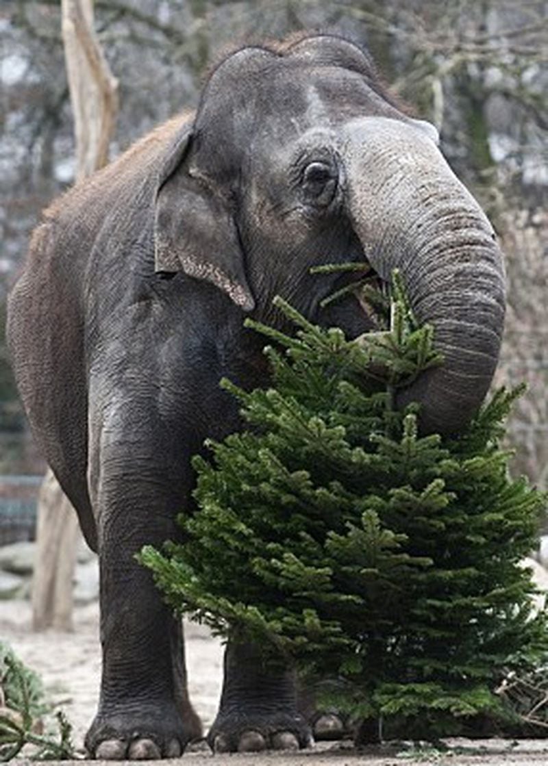 Elephants dine on discarded Christmas trees at the Berlin zoo.