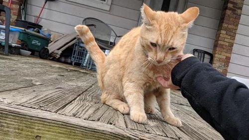 Henry, one of two cats owned by Trolley Stop owners Robin and Chris Sassenberg to go missing after the Memorial Day tornadoes, has been found. (Photo: Robin Sassenberg via DaytonDailyNews.com)