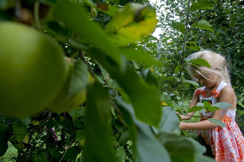 Brooke Taylor picks Golden Delicious apples at B.J. Reece Orchards in Ellijay. (Jonathan Phillips / special)