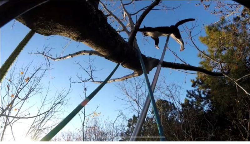 Normer Adams uses his "long grab pole" to fetch a cat that had climbed far up a tree.