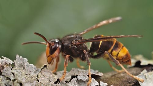 The yellow-legged hornet is shown in this file photo.