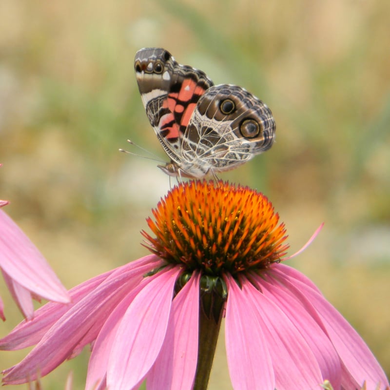 Learn about native plants, bees and butterflies and let the kids get their faces painted at Decatur’s National Pollinator Week Festival this Saturday.