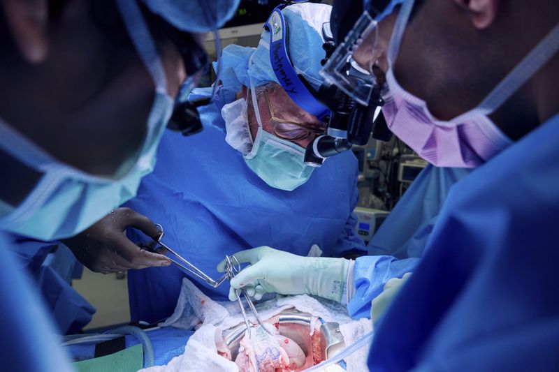 In this photo provided by NYU Langone Health, surgeons lower a gene-edited pig kidney into Lisa Pisano's abdomen at the hospital in New York on April 12, 2024. Doctors transplanted the organ into Pisano, who was near death, part of a dramatic pair of surgeries that also included a fix for her failing heart. (Joe Carrotta/NYU Langone Health via AP)