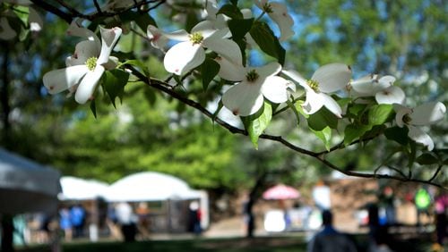 A Dogwood is in full bloom during the 81st Annual Atlanta Dogwood Festival Saturday in Atlanta, Ga April 8, 2017. This year’s fest happens April 12-14.