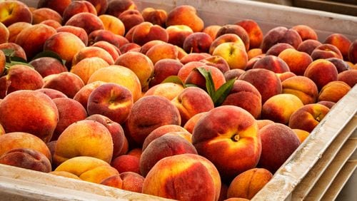 Dickey Farms expects to harvest 6 million to 7 million pounds of peaches this year. Courtesy of Dickey Farms