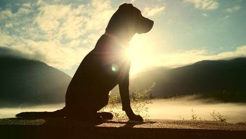 Dog in silhouette (stock photo).