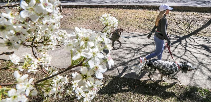 In this file photo, Christie Miller walked her dogs Wade (left) and Wynn (right) under the blooming trees of Chastain Park in Atlanta. Experts recommend cleaning dogs paws to reduce the amount of pollen entering the home. (John Spink / John.Spink@ajc.com)

