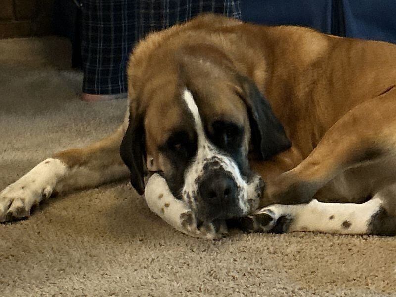 Cissy, a St. Bernard-boxer mix, lives in Gainesville with WDUN's Martha Zoller. (Courtesy photo)