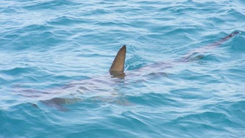 A Florida man was bitten by a shark (not pictured) and walked home bleeding. (Pixabay.com/file photo)