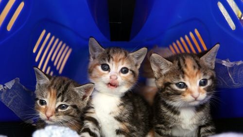 Stray kittens sit in a cat box at Battersea Dogs and Cats Home on August 18, 2009 in London, England. (Photo by Dan Kitwood/Getty Images)