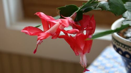 Three things are likely causes or Christmas cactus bud drop: lack of sunlight; drafts from cold air, or simply too many buds. WALTER REEVES