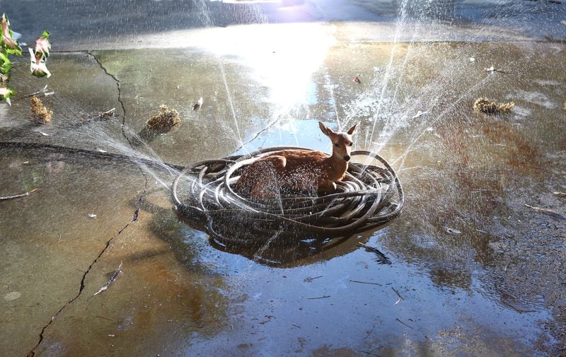Atlanta photographer Jody Fausett’s image “Garden Hose” is featured in the annual Art Papers Art Auction. “Garden Hose” takes a favorite Fausett trope — the innocent, exposed deer — and entwines it in a kind of domestic snare: the garden hose.