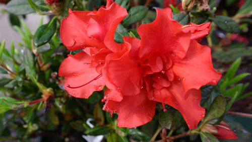Reblooming azaleas need time to build a good root system. Photo from Walter Reeves