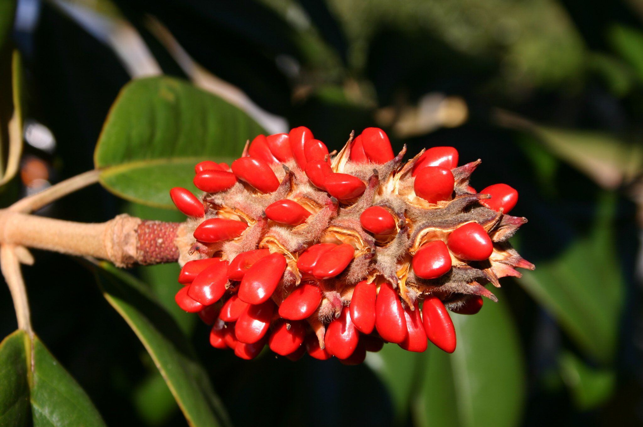 Walter Reeves' gardening column