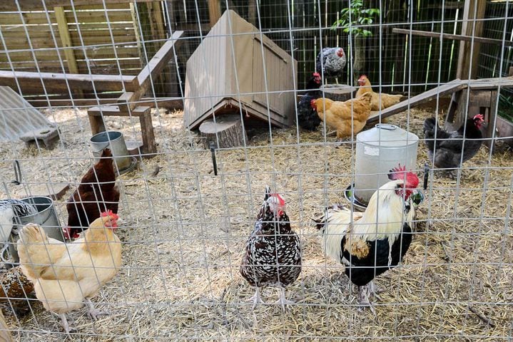 Photos: Kirkwood Craftsman bungalow features adorable matching chicken coop