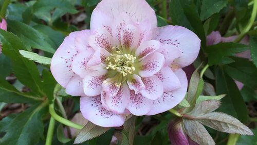 Given the proper environment, Lenten rose (hellebore) can thrive and beautify the early spring landscape. (Walter Reeves for The Atlanta Journal-Constitution)