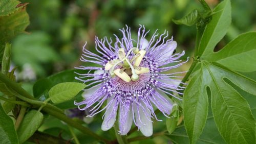Passionflower is so named due to the flower's symbolism of the crucifixion of Christ. (Walter Reeves for The Atlanta Journal-Constitution)