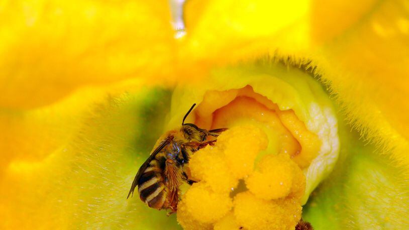 The squash bee shown here is one of Georgia’s 532 species of native bees. While the non-native honeybee understandably gets most of the praise for pollinating crops and orchards, native bees also are important pollinators. (U.S. Department of Agriculture)