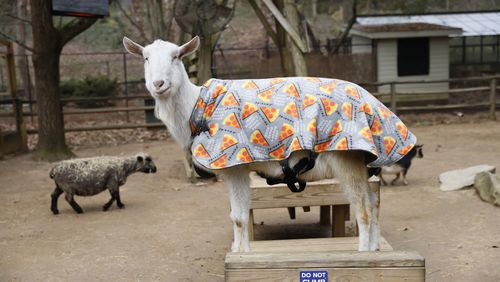 Staff at Zoon Atlanta are preparing for a cold snap this weekend, when the temperatures are expected to drop to 10 degrees. Wembley the goat kept warm Wednesday with a goat-sized sweater.  Most of the animals at the zoo will spend the coldest part of the weekend indoors. 

 Miguel Martinez / miguel.martinezjimenez@ajc.com