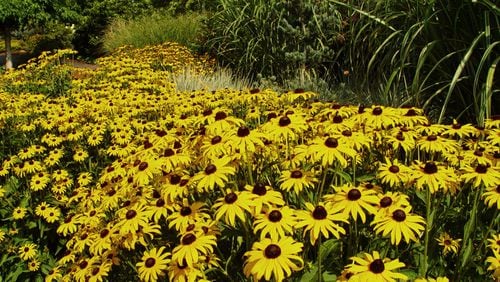 Black-eyed-Susan is a great example of a common name kids remember. (Maureen Gilmer/TNS)