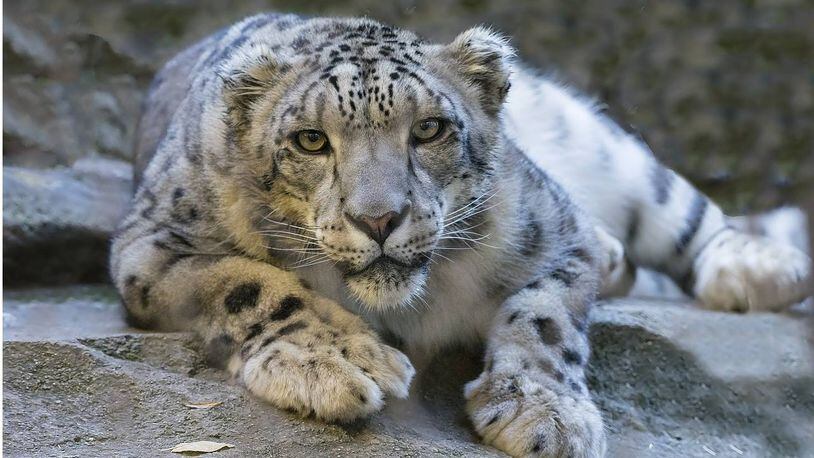 The Louisville Zoo added a snow leopard to its population Saturday.