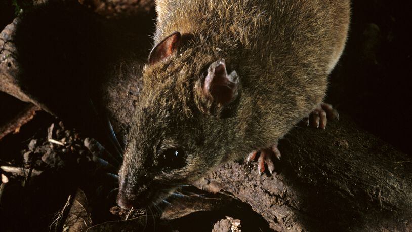 FILE PHOTO: Fawn-footed melomys (Melomys cervinipes), nocturnal native rodent. Cape Tribulation, Daintree National Park, North Queensland, Australia. A cousin to the one pictured, the Melomys rubicola, has been labeled extinct due to "human-induced climate change."