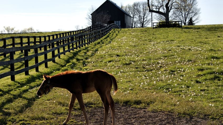 It’s a new tourist-friendly era at Kentucky’s famed horse farms
