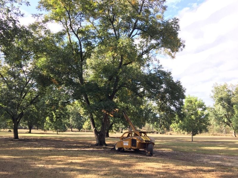 When pecans are ripe enough to harvest, a mechanical shaker makes quick work of getting most of the nuts out of the trees. CONTRIBUTED BY GOODSON PECANS