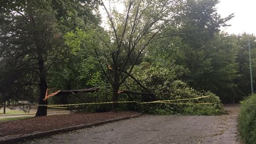 Two trees were partially down in Piedmont Park just above the Active Oval on Tuesday morning.