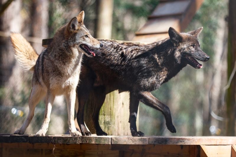 (Left to right) Wiley and Carmine play together at Yellow River Wildlife Sanctuary in Stone Mountain on Monday, January 23, 2023. (Natrice Miller/natrice.miller@ajc.com) 